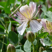 CAPPERO IN VASO 16CM