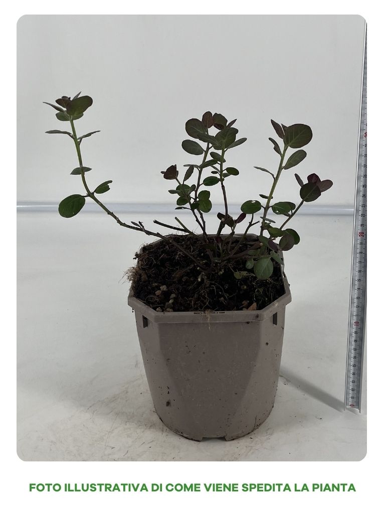 CAPPERO IN VASO 16CM