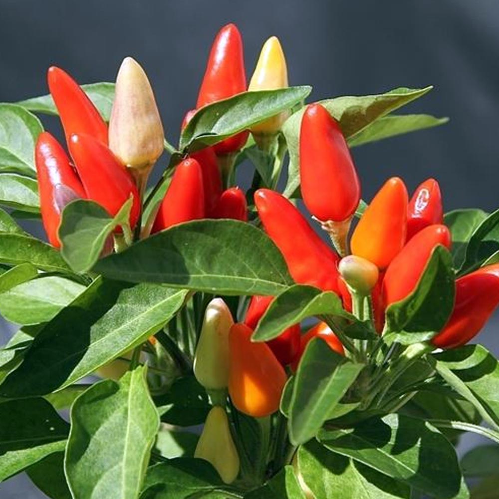 CAPSICUM IN VASO DA 10CM