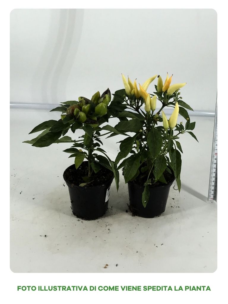 CAPSICUM IN VASO DA 10CM