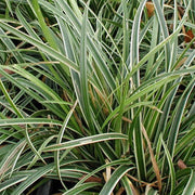 CAREX IOCE DANCE IN VASO 18CM
