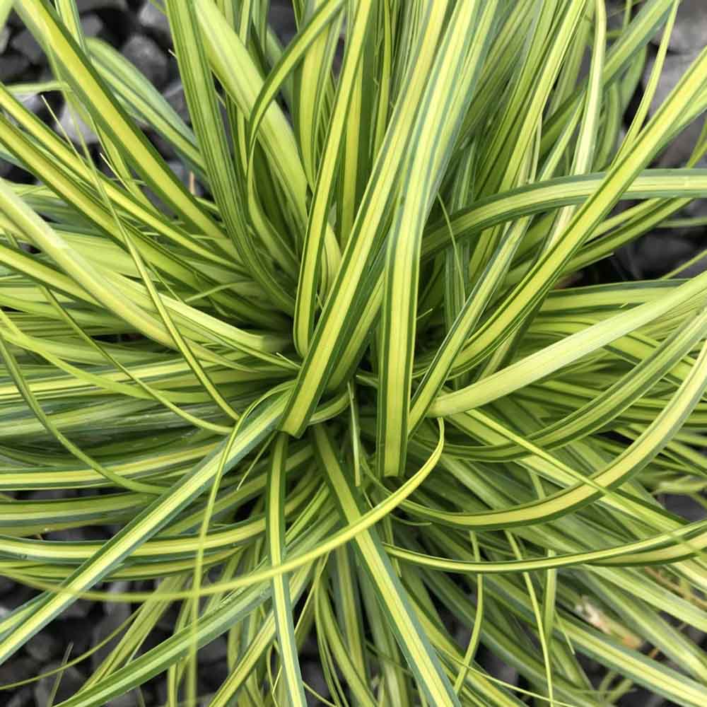 CAREX OSHIMENSIS EVERGOLD IN VASO DA 17CM