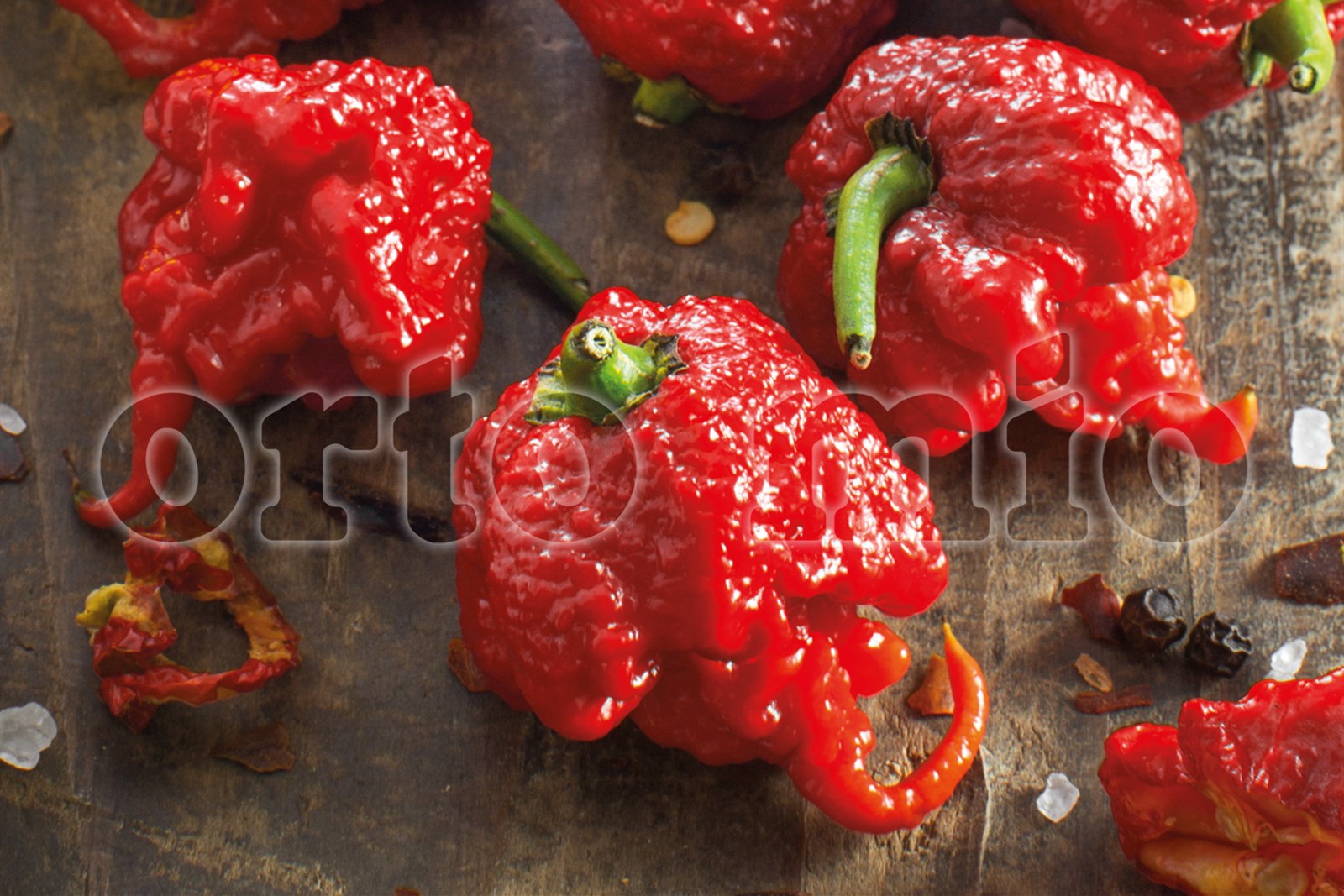 3 PIANTE DI PEPERONCINO PICCANTE CAROLINA REAPER (IN VASO Ø 10CM)