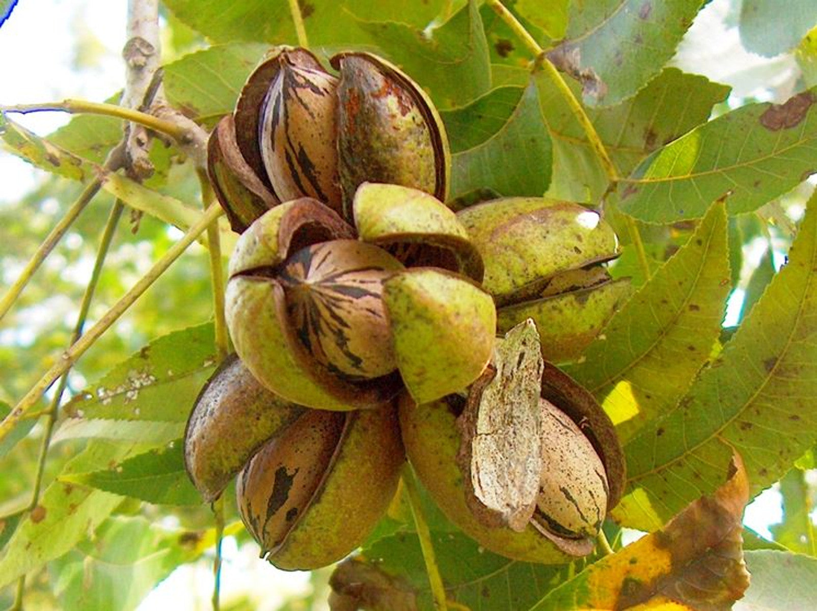 NOCE PECAN (1 PIANTA)