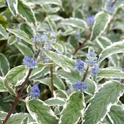 CARYOPTERIS CLAN WHITE SURPRISE VASO 18CM