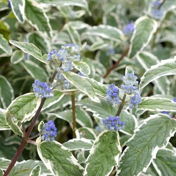 CARYOPTERIS CLAN WHITE SURPRISE VASO 18CM