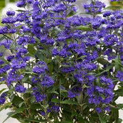 CARYOPTERIS CLANDONENSIS GRAND BLUE VASO 18CM