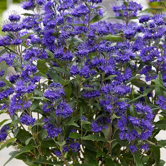 CARYOPTERIS CLANDONENSIS GRAND BLUE VASO 18CM