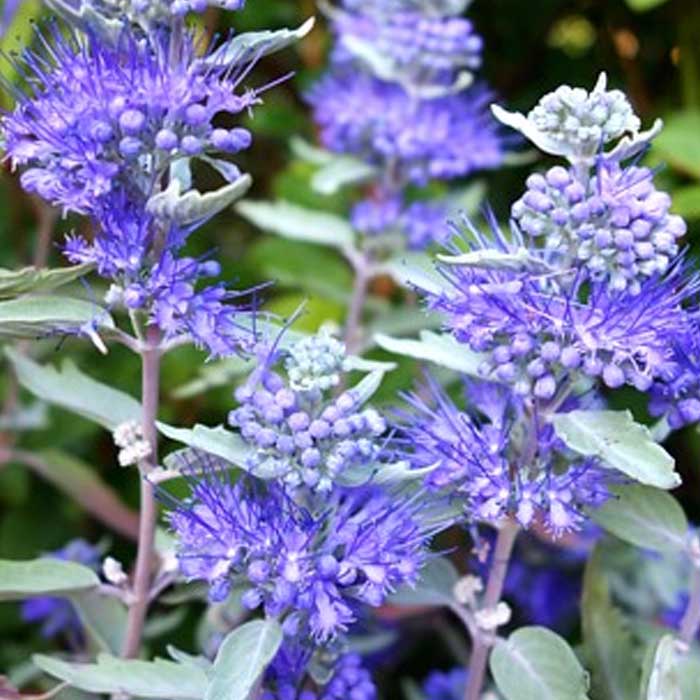 CARYOPTERIS CLANDONENSIS STERLING SILVER VASO 18CM