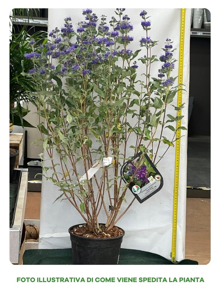 CARYOPTERIS CLANDONENSIS STERLING SILVER VASO 18CM