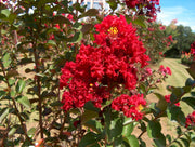 LAGERSTROEMIA INDICA RED IMPERATOR VASO 18CM