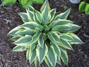 HOSTA VOLVERINE IN VASO 17CM