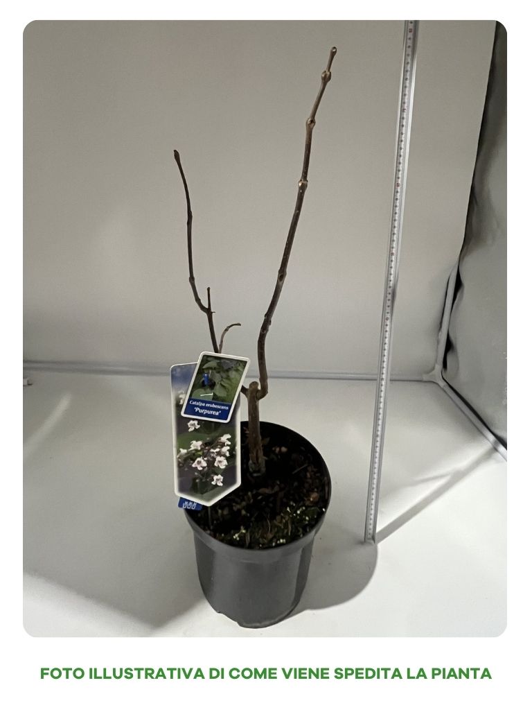 CATALPA ERUBESCENS  PURPUREA IN VASO 24CM
