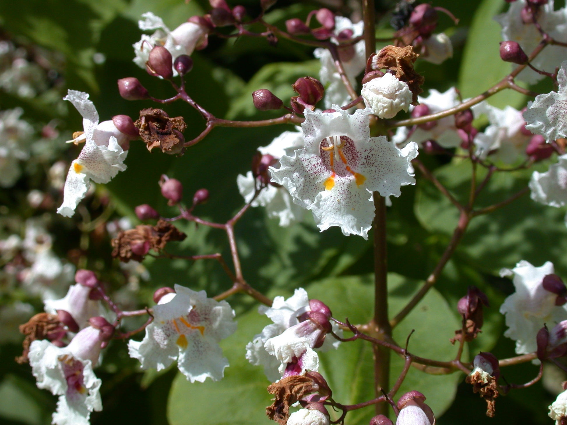 CATALPA ERUBESCENS  PURPUREA IN VASO 24CM