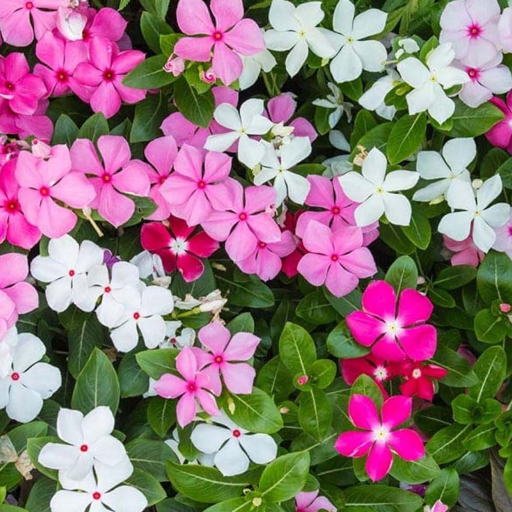 CATHARANTHUS IN VASO DA 14CM COLORI ASSORTITI