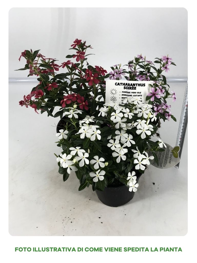 CATHARANTHUS IN VASO DA 14CM COLORI ASSORTITI