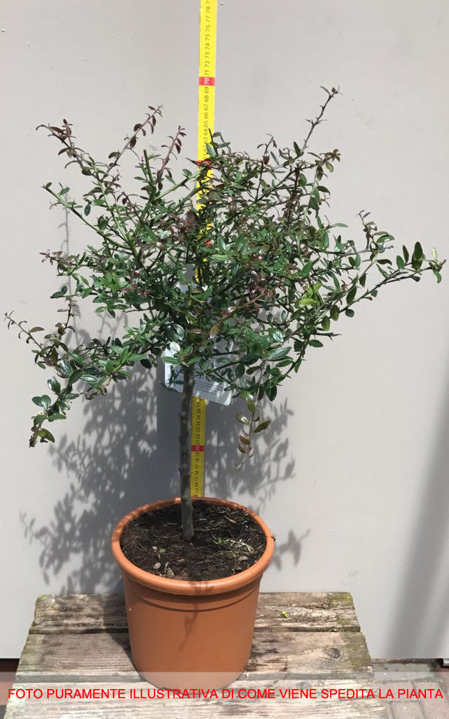 LIMONE CAVIALE VERDE FINGER LIME IN VASO 20CM