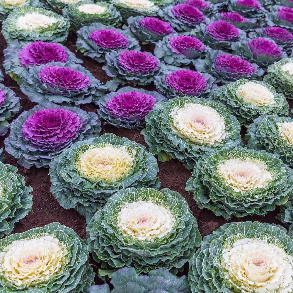 CAVOLO ORNAMENTALE BRASSICA VASO 14CM