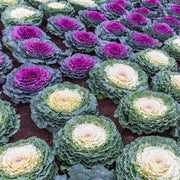 CAVOLO ORNAMENTALE BRASSICA VASO 14CM