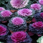 CAVOLO ORNAMENTALE BRASSICA VASO 14CM