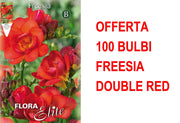 OFFERTA 100 BULBI FREESIA DOUBLE RED