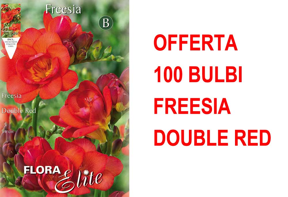 OFFERTA 100 BULBI FREESIA DOUBLE RED