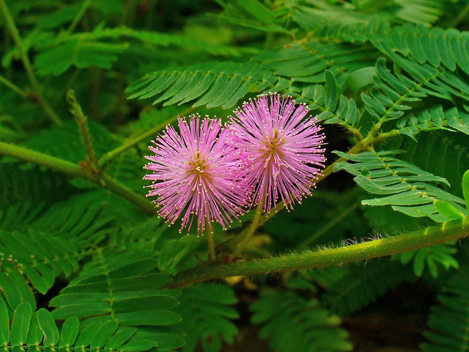 MIMOSA PUDICA SENSITIVA VASO 9CM