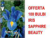 OFFERTA 100 BULBI IRIS HOLLANDICA SAPPHIRE BEAUTY