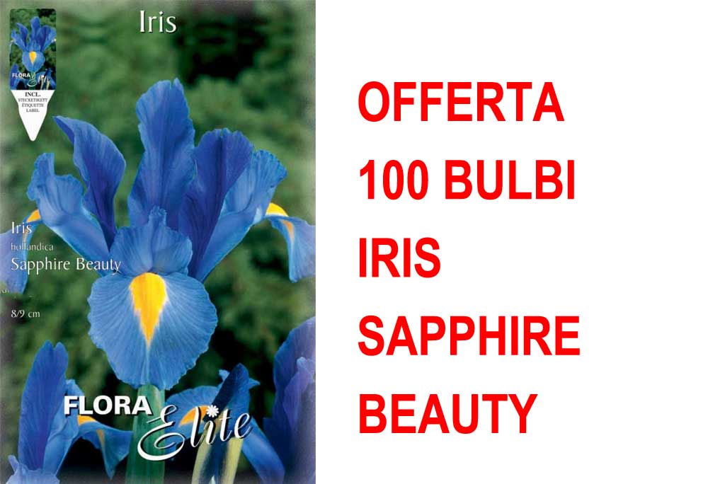 OFFERTA 100 BULBI IRIS HOLLANDICA SAPPHIRE BEAUTY