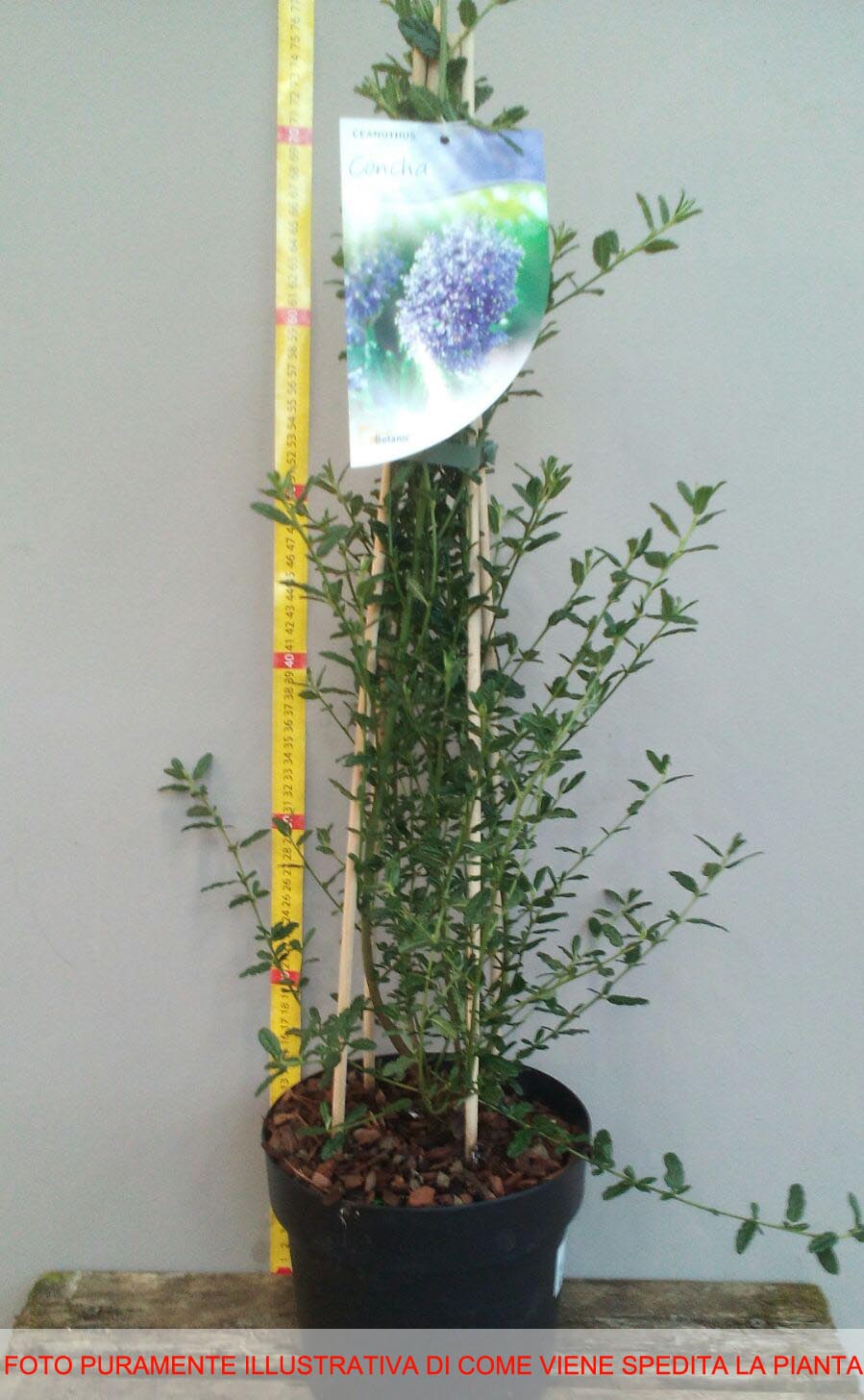 CEANOTHUS CONCHA IN VASO 17CM