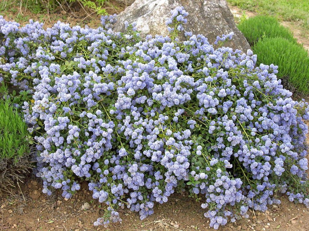 CEANOTHUS THYRSIFLORUS VAR. REPENS VASO 23CM