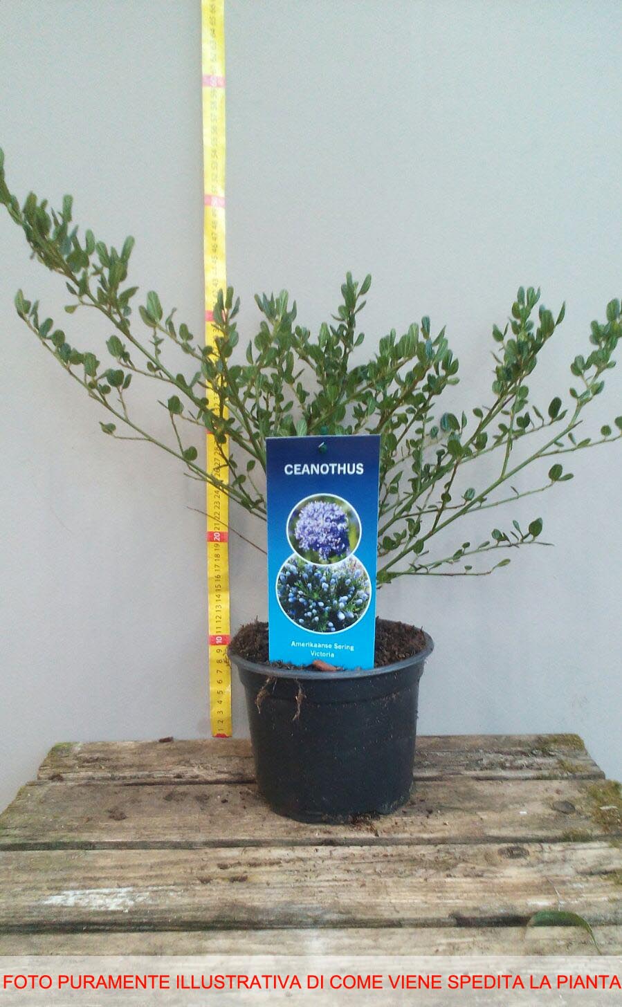 CEANOTHUS IMPRESSUS VICTORIA VASO 16CM