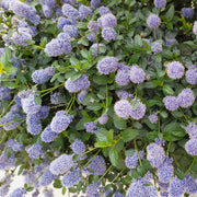 CEANOTHUS REPENS THYRSIFLORUS IN VASO DA 17CM