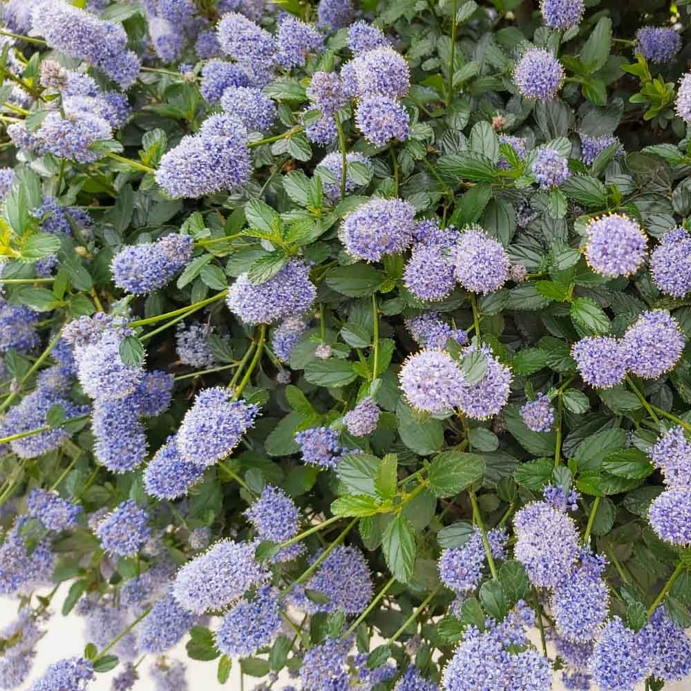 CEANOTHUS REPENS THYRSIFLORUS IN VASO DA 17CM