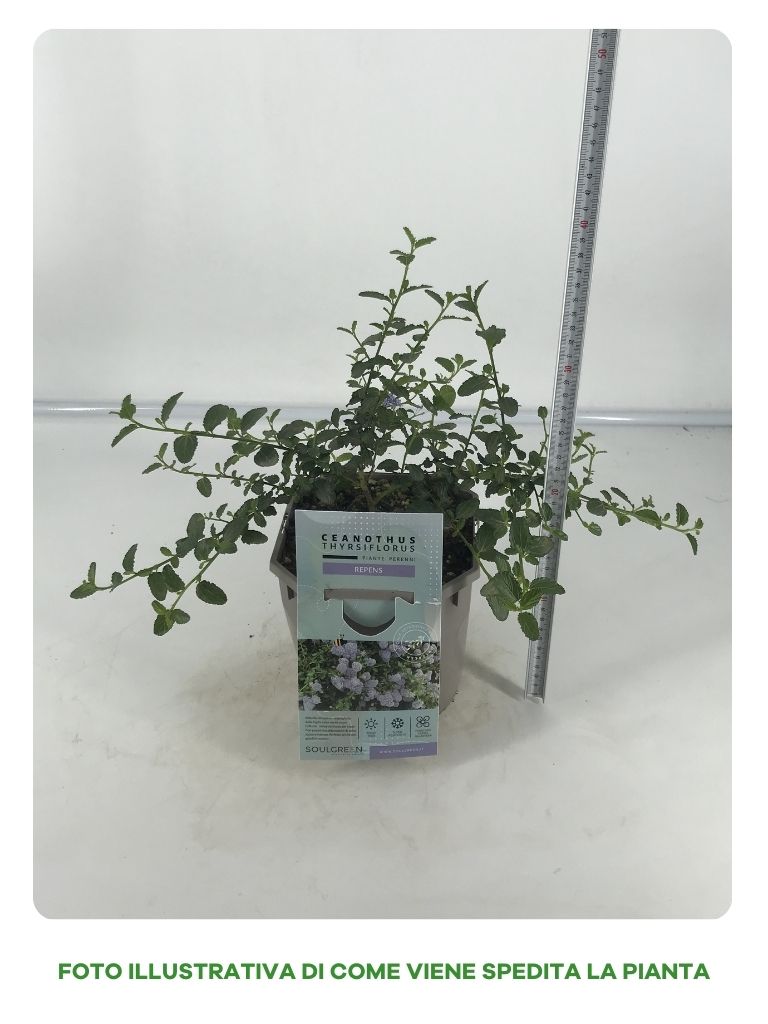 CEANOTHUS REPENS THYRSIFLORUS IN VASO DA 17CM