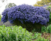 CEANOTHUS CONCHA IN VASO 17CM