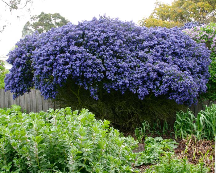 CEANOTHUS CONCHA IN VASO 17CM