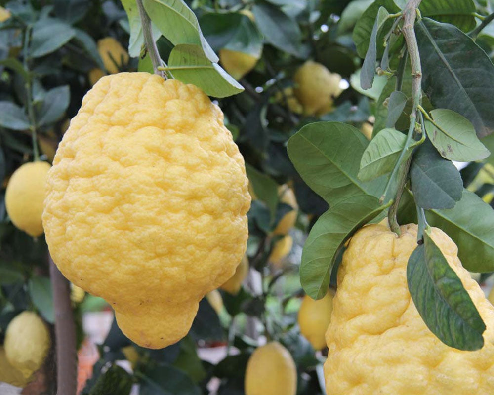 CEDRO MAXIMA (CITRUS MEDICA) IN VASO 20CM