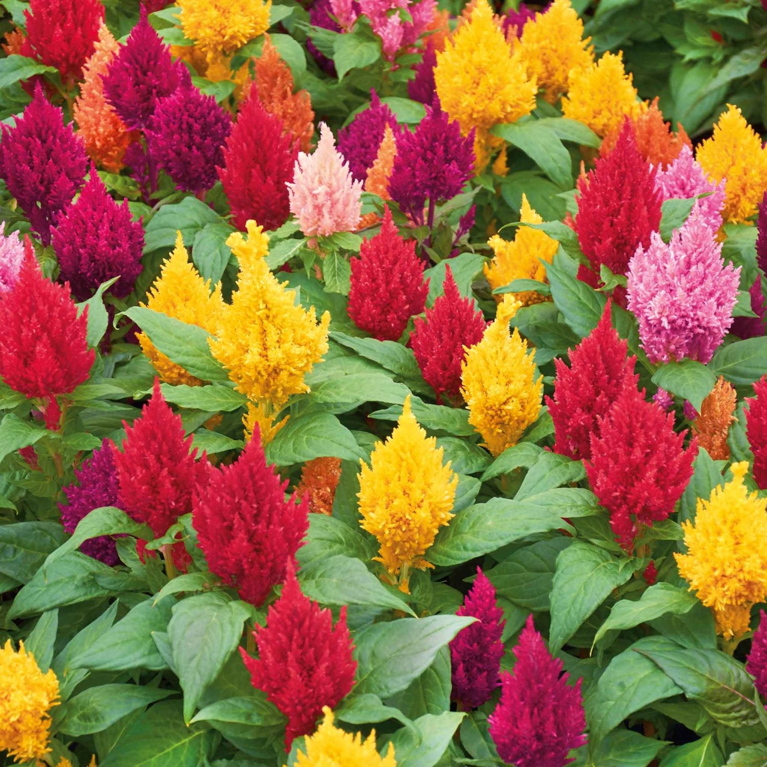 Celosia in vaso da 14cm