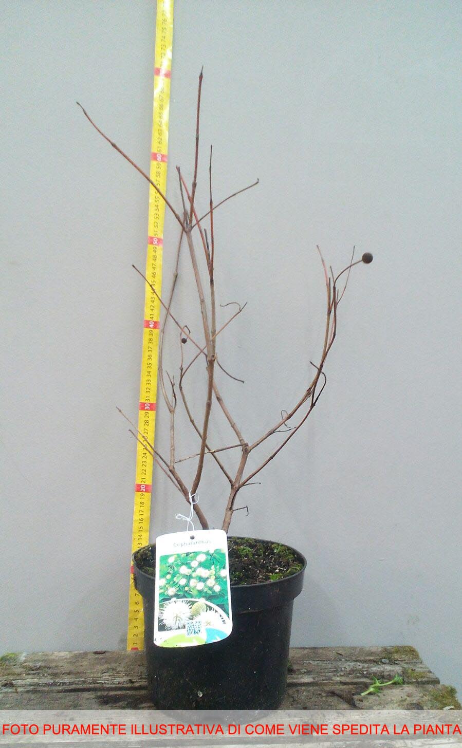 CEPHALANTHUS OCCIDENTALIS IN VASO 17CM