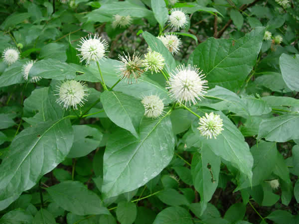 CEPHALANTHUS OCCIDENTALIS IN VASO 17CM