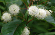 CEPHALANTHUS OCCIDENTALIS IN VASO 17CM