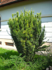 CEPHALOTAXUS HARRINGTONIA FASTIGIATA IN VASO 19CM