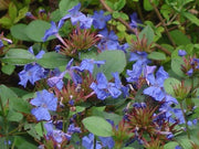 CERATOSTIGMA PLUMBAGINOIDES VASO 18CM