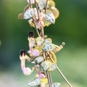 CEROPEGIA WOODII IN VASO 14CM