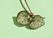 PIANTA CEROPEGIA WOODII, VASO 11-12CM