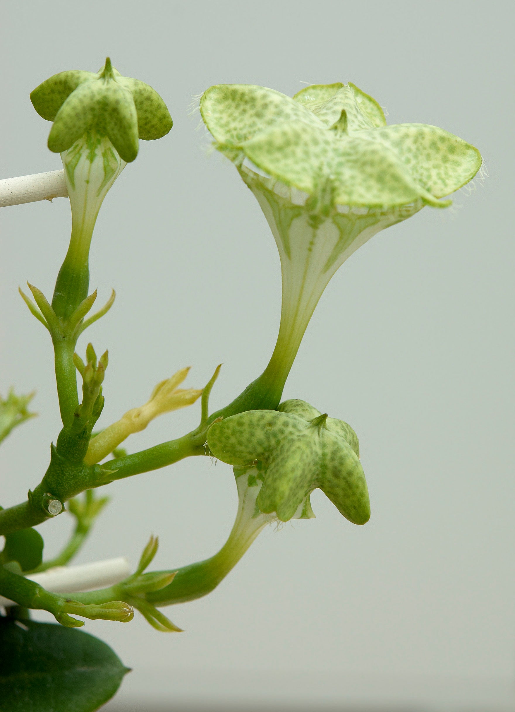 CEROPEGIA SANDERSONII IN VASO 12CM