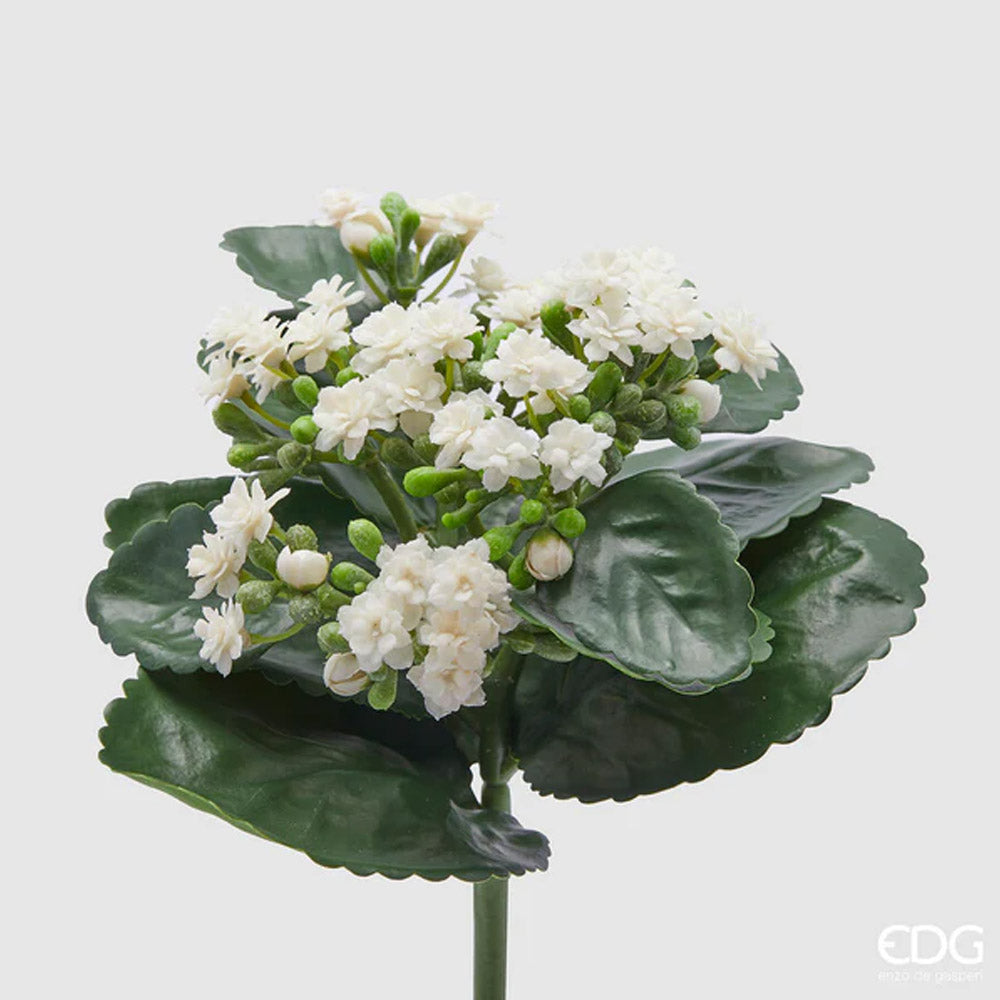 CESPUGLIO DI KALANCOE H23XD19CM BIANCO