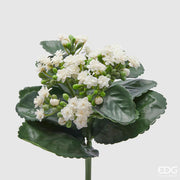 CESPUGLIO DI KALANCOE H23XD19CM BIANCO