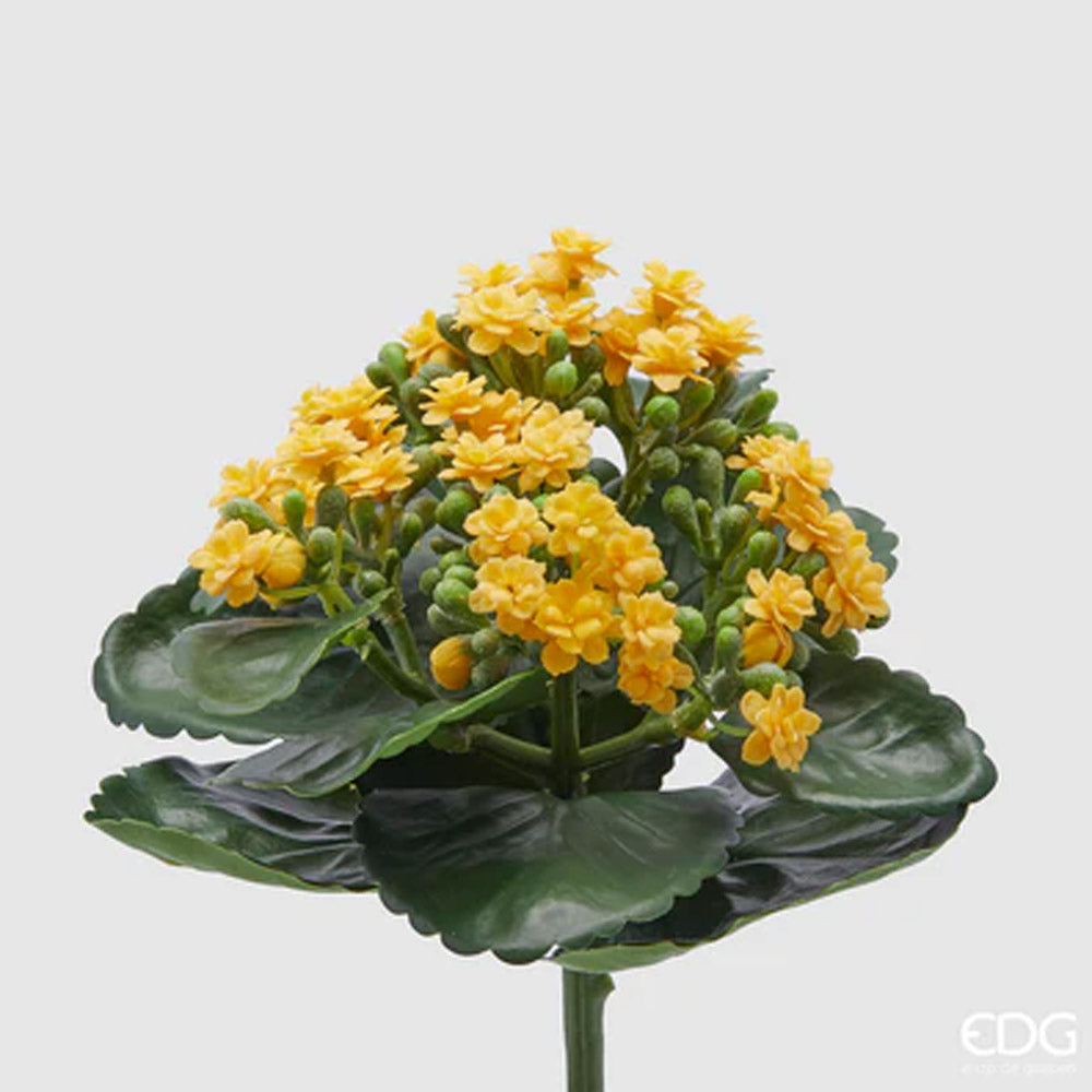 CESPUGLIO DI KALANCOE H23XD19CM GIALLO